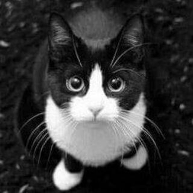 immagine profilo del channel telegram di Il nostro amico Gatto