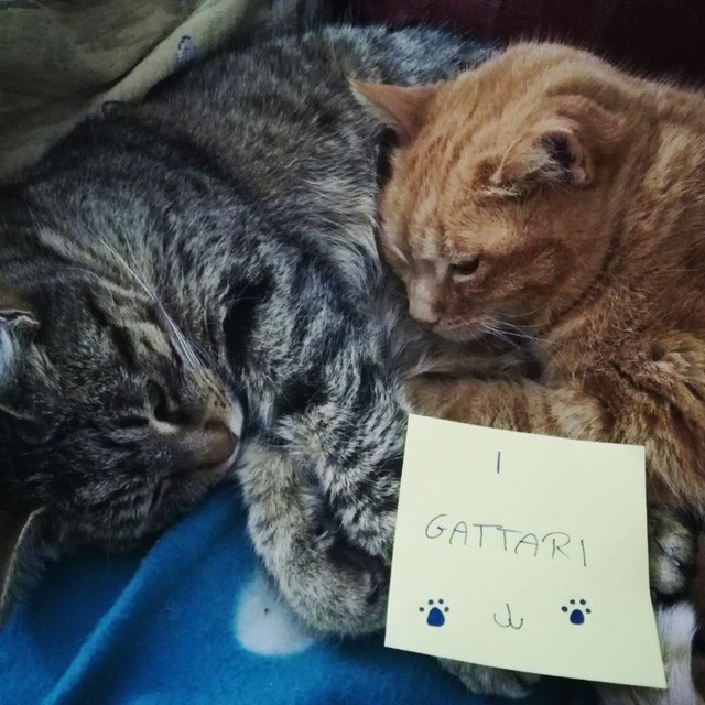 immagine profilo del group telegram di I Gattari