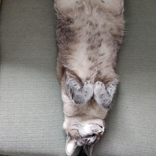 immagine profilo del channel telegram di Animali pucciosi