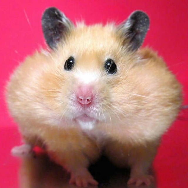 immagine profilo del channel telegram di Hamsters lover🐹