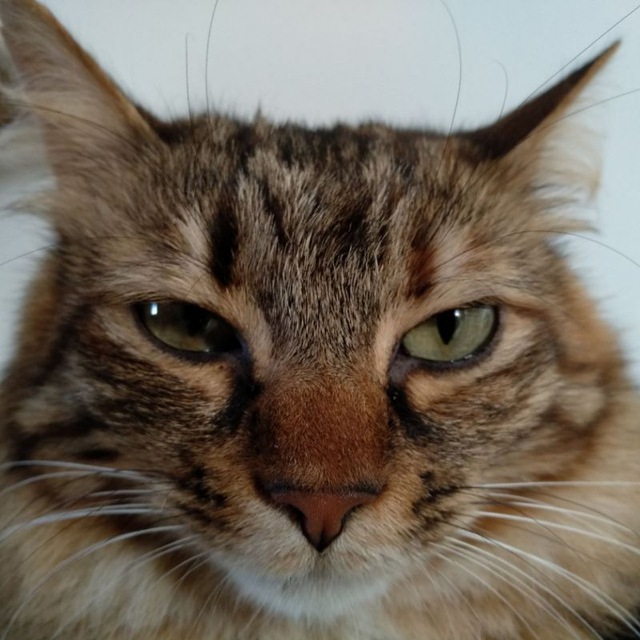 immagine profilo del channel telegram di 🐯GattiPazzi🐱CrazyCats🦁