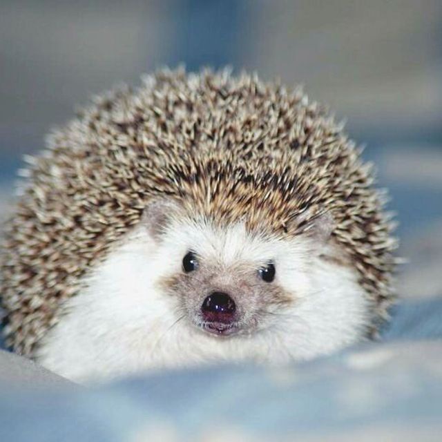 immagine profilo del channel telegram di Ёжики | Beautiful Hedgehogs