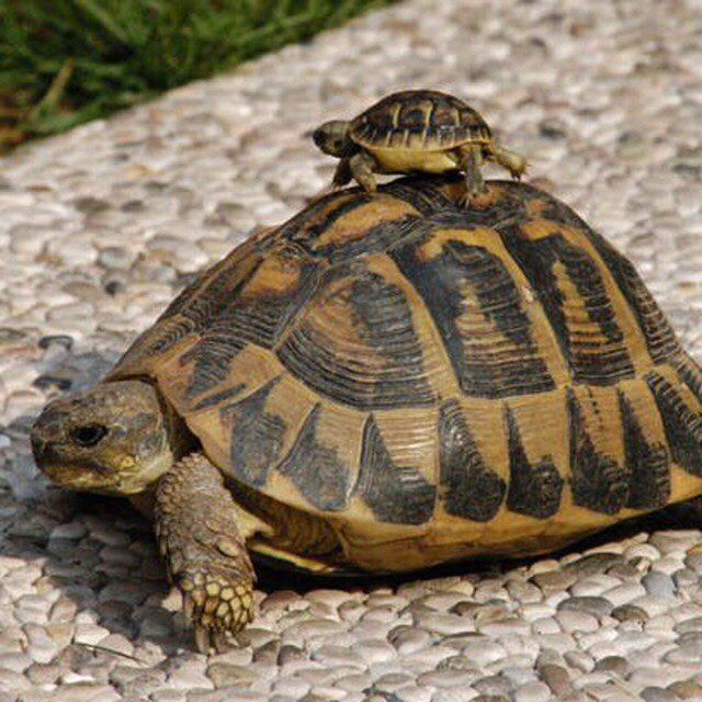 immagine profilo del group telegram di Tartarughe 🐢
