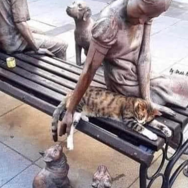 immagine profilo del group telegram di Parliamo di gatti
